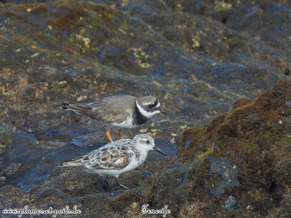 Bécasseau sanderling et Grand gravelot